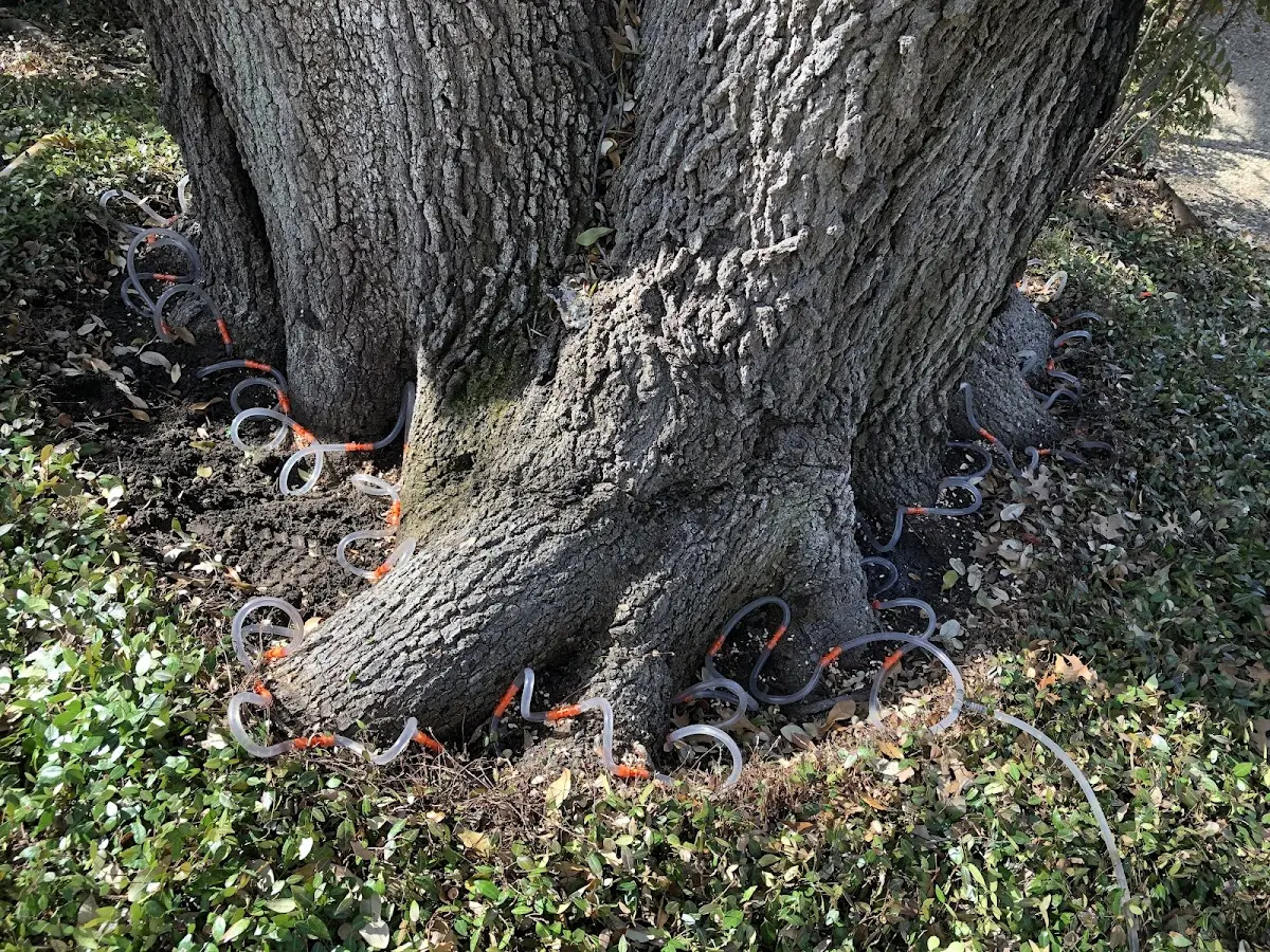Detailed Tree Cabling and Bracing job site in Thurman