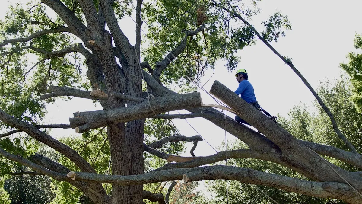 Professional Crown Thinning performed by certified arborists in Thurman