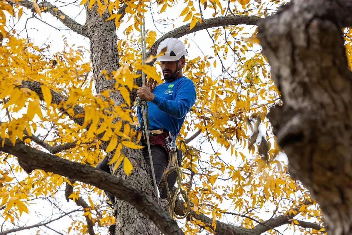 Skilled Tree Planing crew working in Thurman